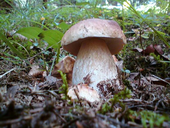 hríb smrekový Boletus edulis Bull.