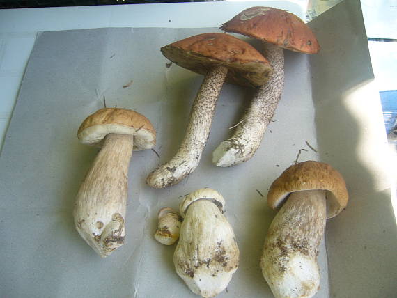 hríb smrekový a Kozák osikový Boletus edulis Bull.