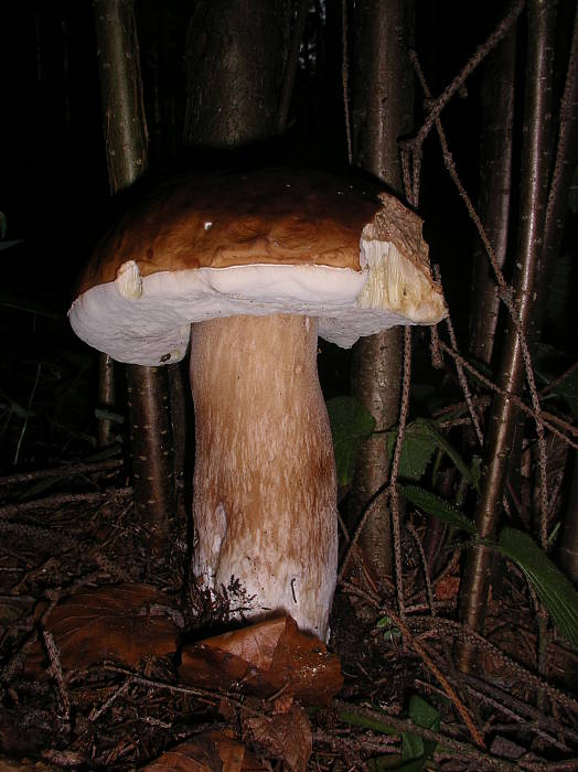 hríb smrekový Boletus edulis Bull.