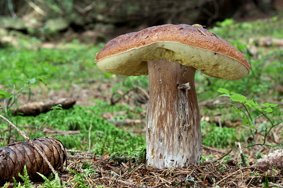 hríb smrekový - Hřib smrkový Boletus edulis Bull.