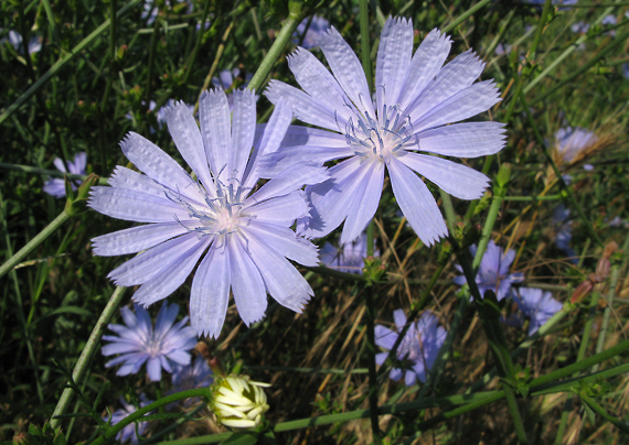 čakanka obyčajná Cichorium intybus L.