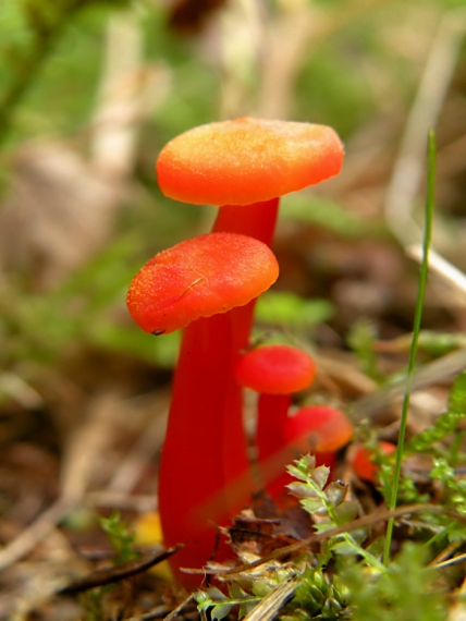 lúčnica Hygrocybe sp.