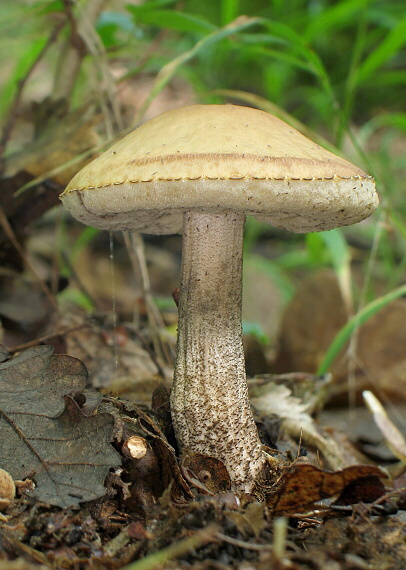 kozák hrabový Leccinum pseudoscabrum (Kallenb.) Šutara