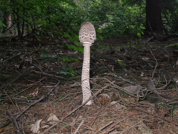 bedľa vysoká Macrolepiota procera (Scop.) Singer