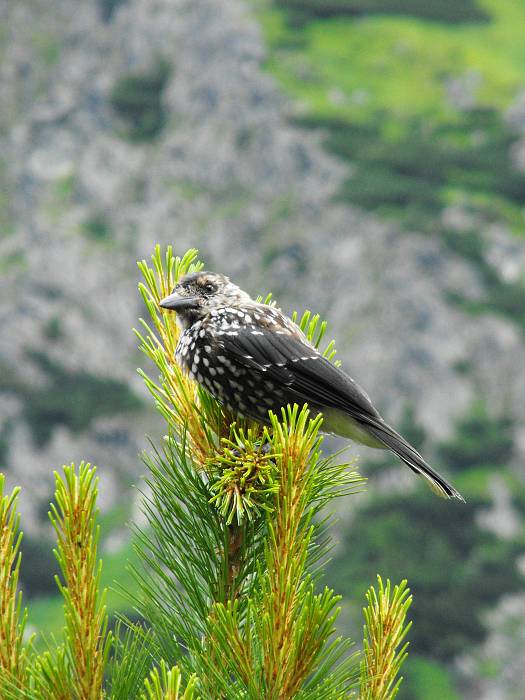 orešnica perlová Nucifraga caryocatectes