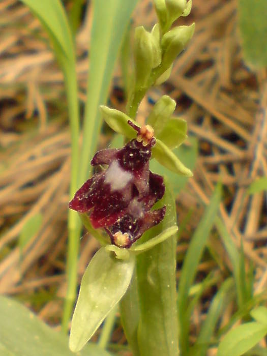 hmyzovník muchovitý  Ophrys insectifera L.