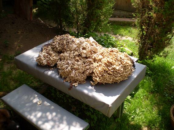 choroš oříš ,Trúdnik klobúčkatý Polyporus umbellatus (Pers.) Fr.