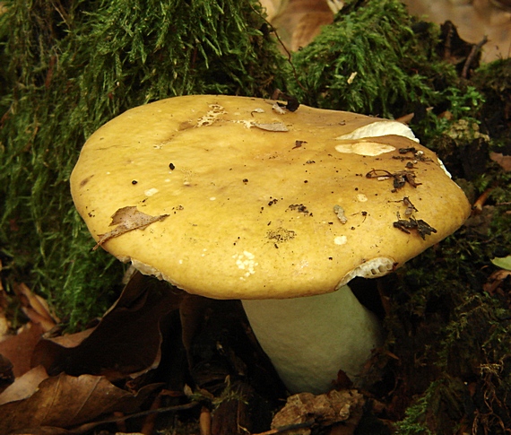 plávka chrómovožltá Russula claroflava Grove