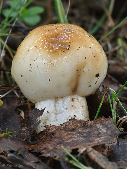 plávka smradľavá Russula foetens Pers.