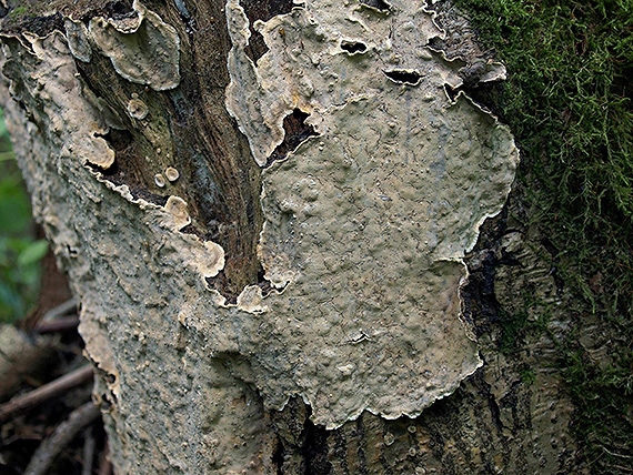 pevník zvrásený Stereum rugosum Pers.