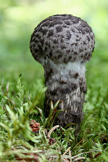 šiškovec šupinatý - Šiškovec černý Strobilomyces strobilaceus (Scop.) Berk.