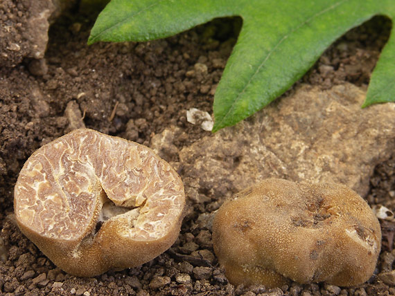 hľuzovka dlabaná Tuber excavatum Vittad.