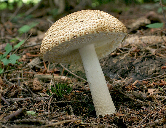 pečiarka obrovská Agaricus augustus Fr.