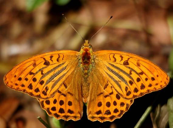 perlovec striebristopásavý  Argynnis paphia