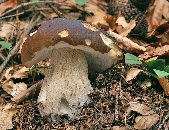 hríb smrekový Boletus edulis Bull.