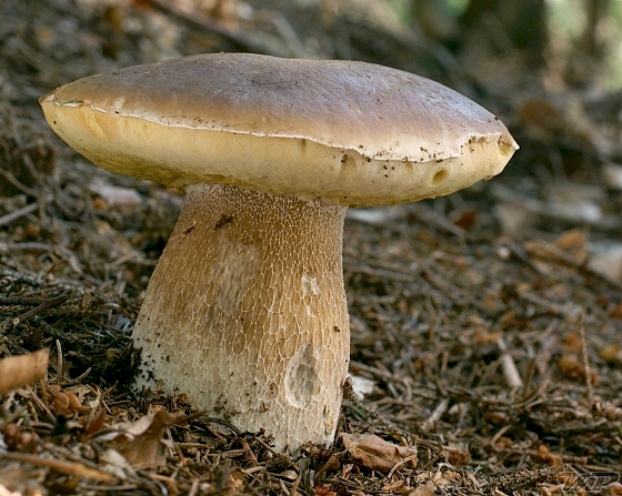 hríb smrekový Boletus edulis Bull.