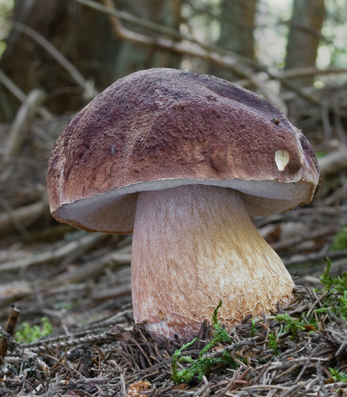 hríb sosnový Boletus pinophilus Pil. et Dermek in Pil.