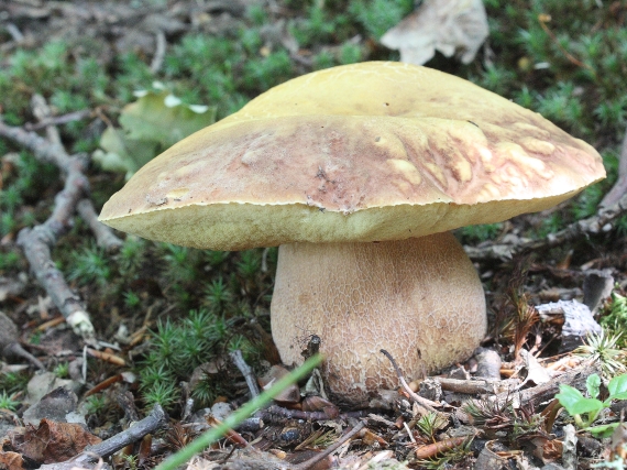 hríb sosnový Boletus pinophilus Pil. et Dermek in Pil.