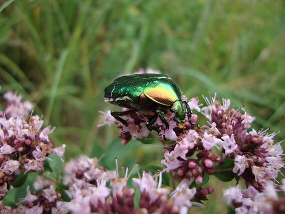 zlatoň obyčajný Cetonia aurata