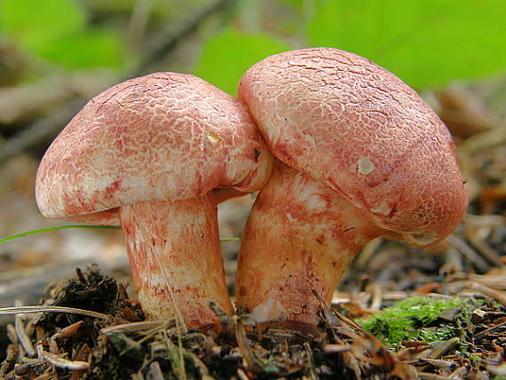 pavučinovec červenošupinatý Cortinarius bolaris (Pers.) Fr.