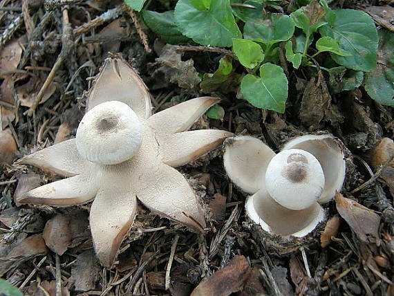 hviezdovka golierikovitá Geastrum striatum DC.