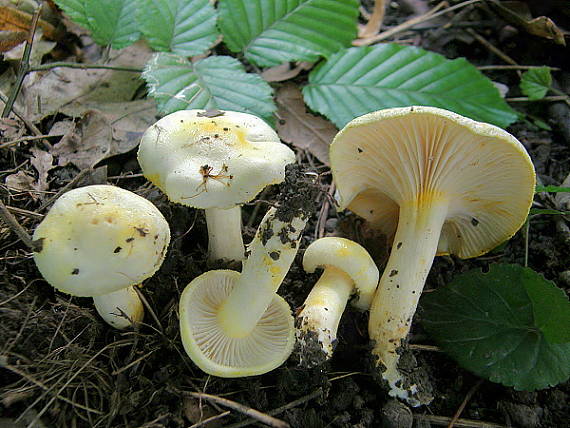 šťavnačka žltovločkatá Hygrophorus chrysodon (Batsch) Fr.