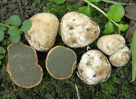 lúpavka  Hysterangium sp.