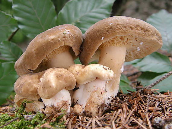 rýdzik vráskavý Lactarius pterosporus Romagn.