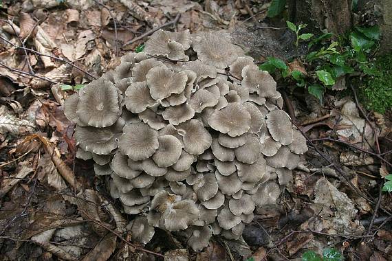 trúdnik klobúčkatý Polyporus umbellatus (Pers.) Fr.