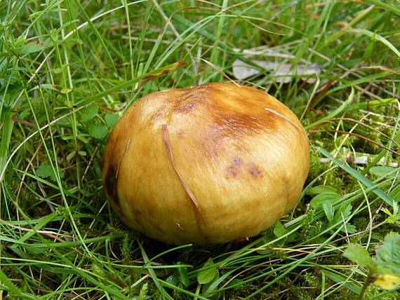 plávka smradľavá Russula foetens Pers.