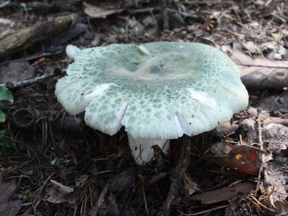 plávka zelenkastá Russula virescens (Schaeff.) Fr.