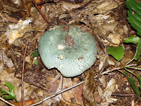 plávka zelenkastá Russula virescens (Schaeff.) Fr.