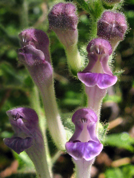 šišák sloupcový Scutellaria columnae L.