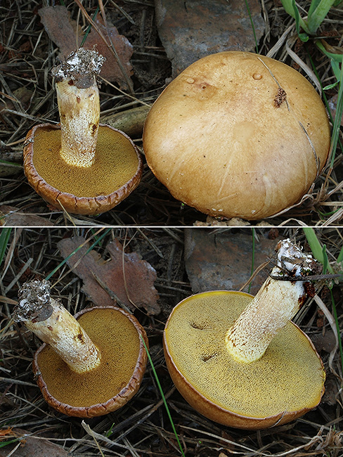 masliak zrnitý Suillus granulatus (L.) Roussel