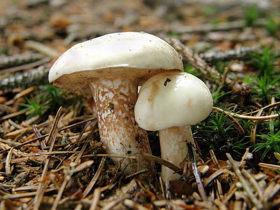 masliak biely Suillus placidus (Bonord.) Singer