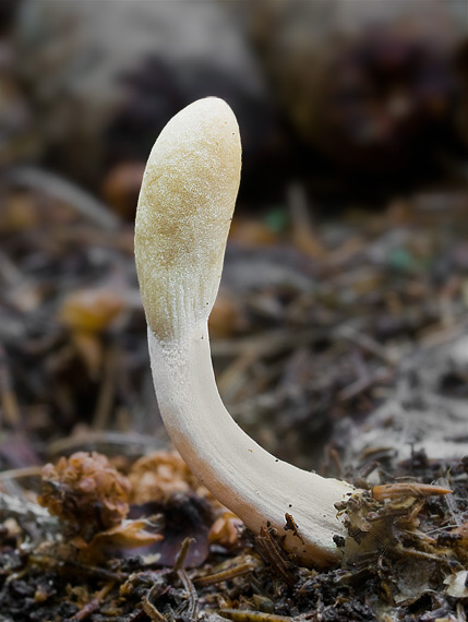 kyjovec tmavnúci Trichoderma alutaceum Jaklitsch