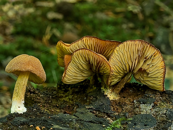 čírovec ozdobný ? Tricholomopsis decora (Fr.) Singer