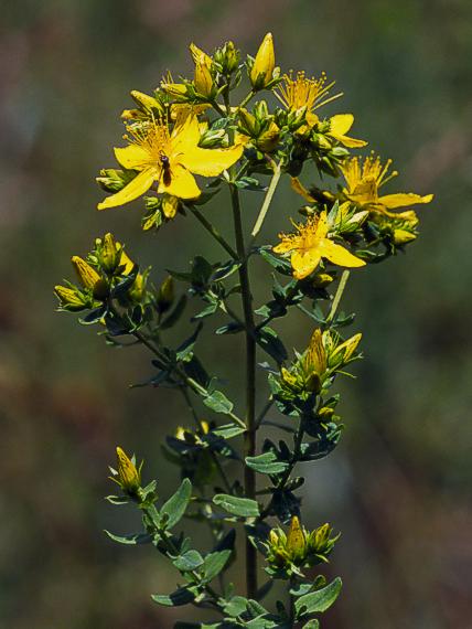 ľubovník bodkovaný (Hypericum perforatum L.)