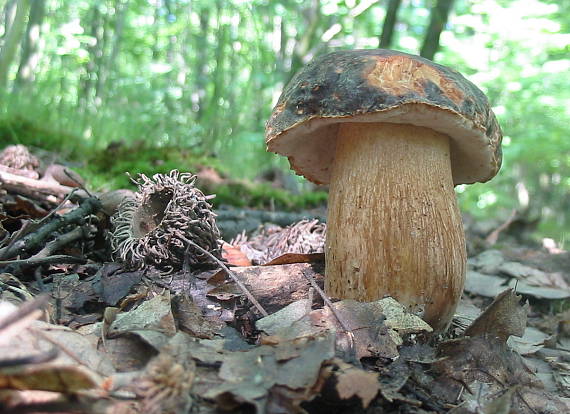 hríb bronzový Boletus aereus Bull. ex Fr.