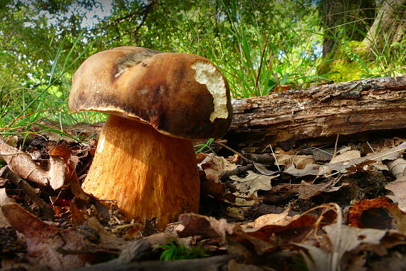 hríb bronzový Boletus aereus Bull. ex Fr.