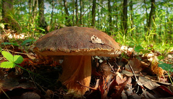 hríb bronzový Boletus aereus Bull. ex Fr.