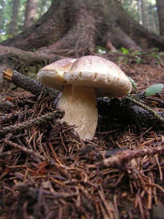 hríb smrekový Boletus edulis Bull.