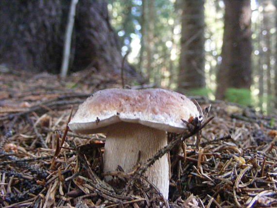 hríb smrekový Boletus edulis Bull.