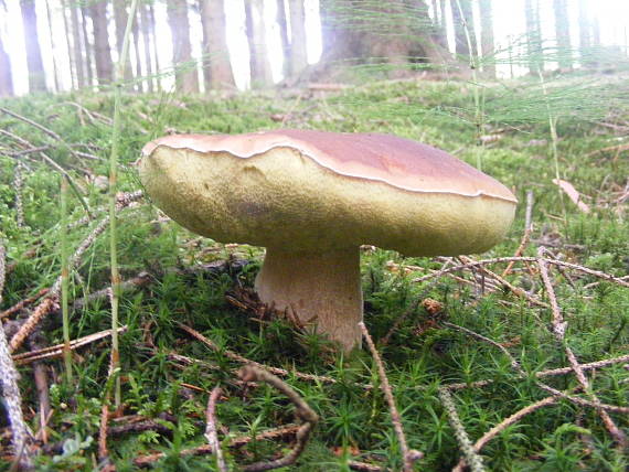 hríb smrekový Boletus edulis Bull.