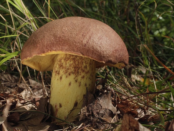 hríb príveskatý Butyriboletus appendiculatus (Schaeff. ex Fr.) Secr.