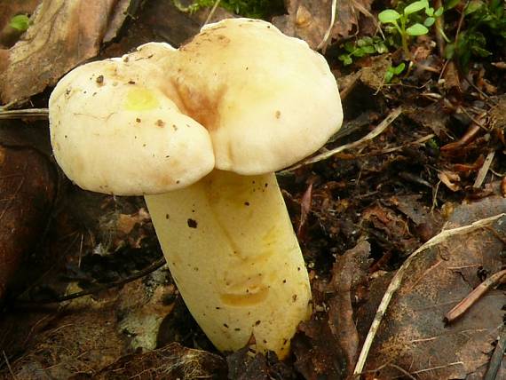 liška obecná - Kuriatko jedlé Cantharellus cibarius var. cibarius  (Fr.) Quél. 1888