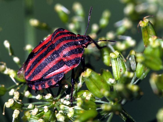 bzdocha pásavá Graphosoma italicum