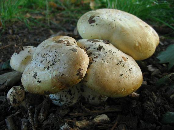 čechratec zavalitý Leucopaxillus tricolor (Peck) Kühner