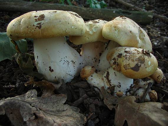 čechratec zavalitý Leucopaxillus tricolor (Peck) Kühner