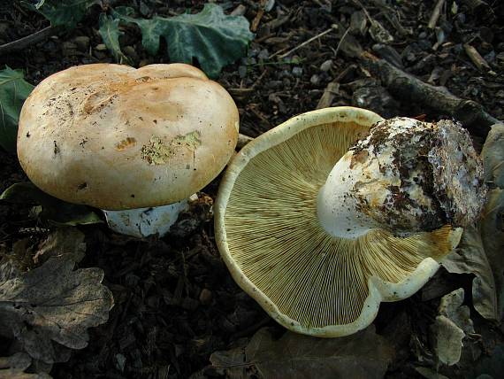 čechratec zavalitý Leucopaxillus tricolor (Peck) Kühner